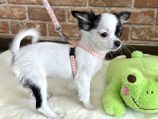 牛さんカラーのおてんばなミックス犬ちゃん🤍🖤(父ロングコートチワワ×母マルチーズ)2025年7月12日生まれ 女の子 チワマル(マルチワ)