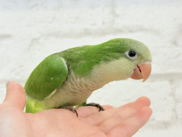 オキナインコ