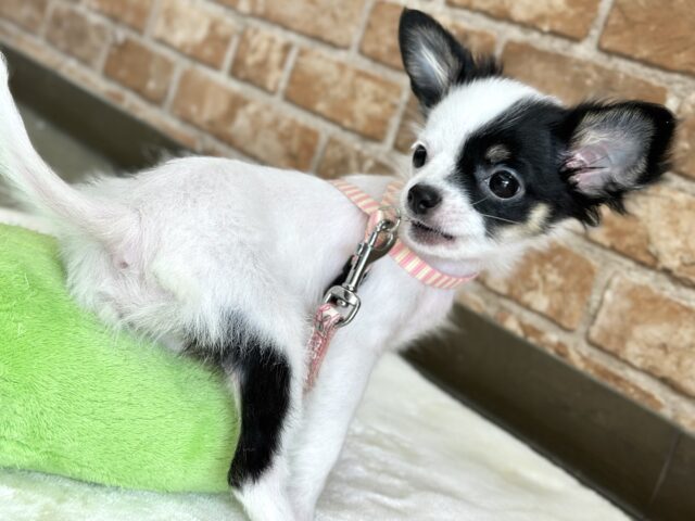 牛さんカラーのおてんばなミックス犬ちゃん🤍🖤(父ロングコートチワワ×母マルチーズ)2025年7月12日生まれ 女の子 チワマル(マルチワ)