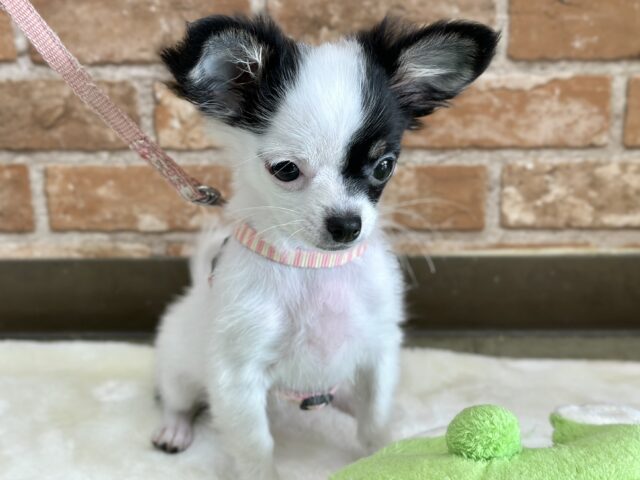 牛さんカラーのおてんばなミックス犬ちゃん🤍🖤(父ロングコートチワワ×母マルチーズ)2025年7月12日生まれ 女の子 チワマル(マルチワ)