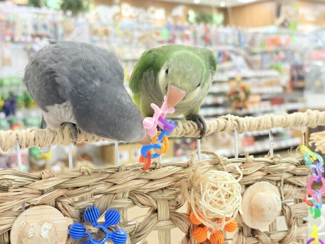 オキナインコ