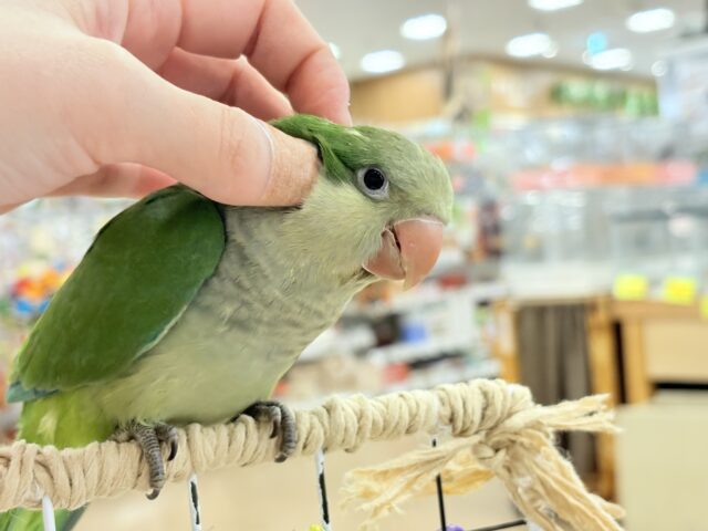 オキナインコ