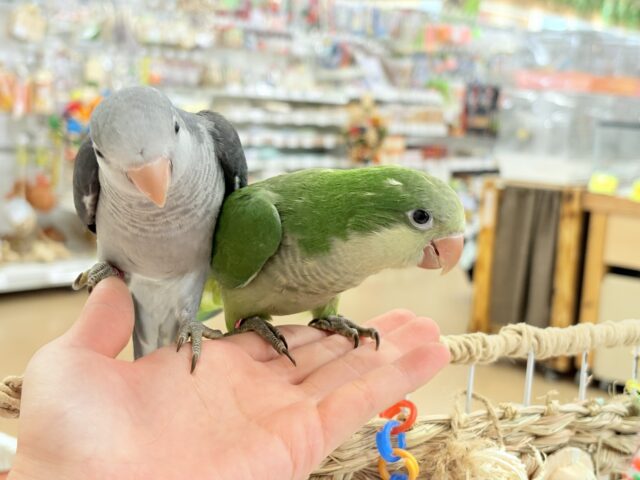オキナインコ