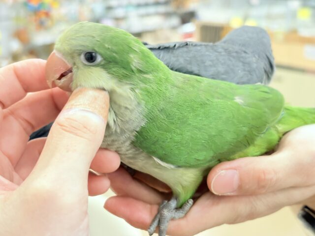 オキナインコ