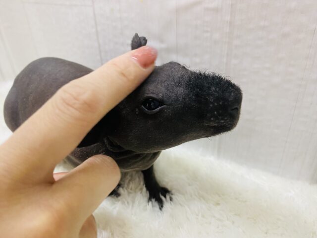 スキニーギニアピッグ