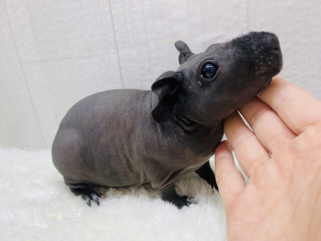 スキニーギニアピッグ