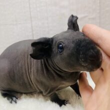 最新画像有ります⭐️黒いツルツルのブタちゃん🐷スキニーギニアピッグ