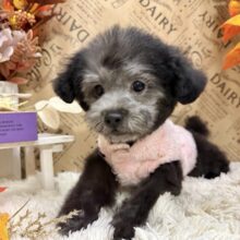 おっとり遊びすぎなぼくちん💫人目見たら虜になるよぉ🩵シルバーカラーのトイプードルの男のコきました🌟