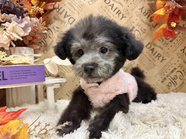 おっとり遊びすぎなぼくちん💫人目見たら虜になるよぉ🩵シルバーカラーのトイプードルの男のコきました🌟