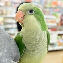 【最新画像更新🪄】おめめくりくり♡目ヂカラが魅力的🦜💖オキナインコ(ノーマル) ヒナ