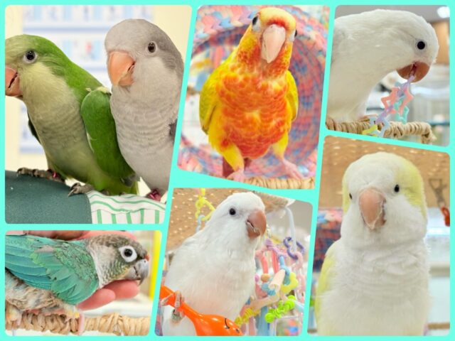 【延長決定!!!】🦜チームおしゃべりインコフェア〜🪇❤️🔥 【延長決定!!!】🦜チームおしゃべりインコフェア〜🪇❤️🔥