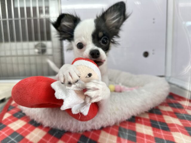 牛さんカラーのおてんばなミックス犬ちゃん🤍🖤(父ロングコートチワワ×母マルチーズ)2025年7月12日生まれ 女の子 チワマル(マルチワ)