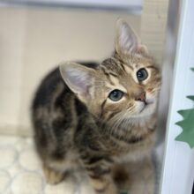 ブラウンの綺麗な毛色のあまえんぼアメショちゃん🤎2025年8月31日生まれ　男の子