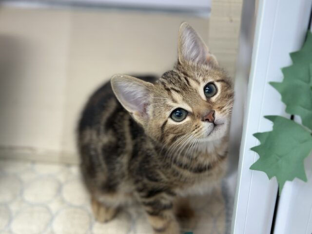 ブラウンの綺麗な毛色のあまえんぼアメショちゃん🤎2025年8月31日生まれ　男の子