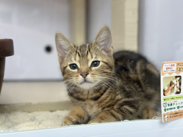 ブラウンの綺麗な毛色のあまえんぼアメショちゃん🤎2025年8月31日生まれ 男の子 アメリカンショートヘア