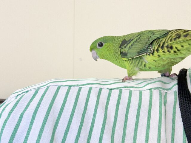 サザナミインコ