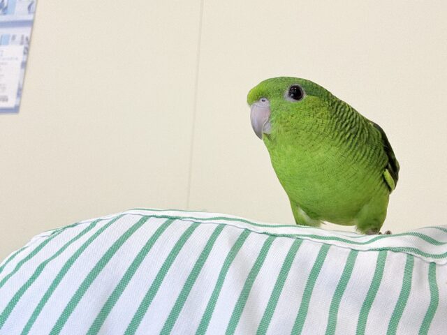 サザナミインコ