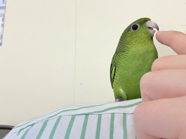 【最新画像更新🪄】ボクの大好物はリンゴだよ🍏サザナミインコ(ノーマル) サザナミインコ