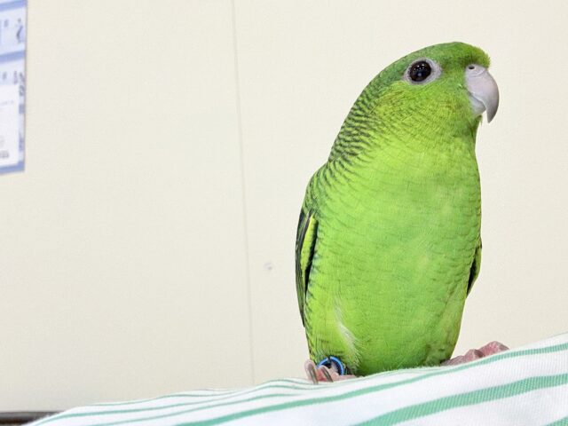 【最新画像更新🪄】ボクの大好物はリンゴだよ🍏サザナミインコ(ノーマル) サザナミインコ