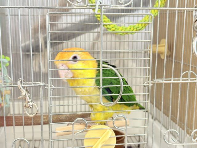 シロハラインコ