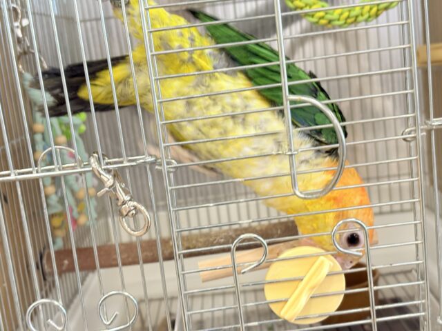 シロハラインコ