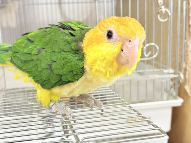 シロハラインコ