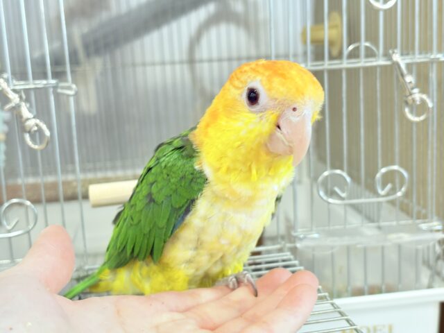 シロハラインコ