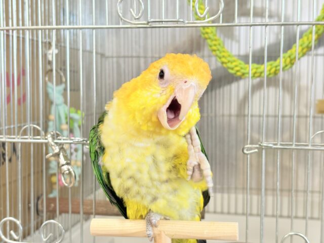 シロハラインコ