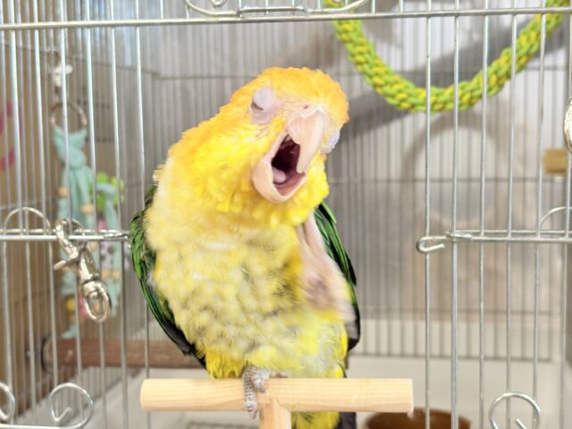 シロハラインコ