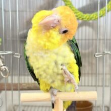 【最新画像・動画更新🪄ひとり餌‪になりました☆】元気◎好奇心◎甘えん坊度◎パーフェクトボーイ🍊🧡シロハラインコ(男の子) ヒナ