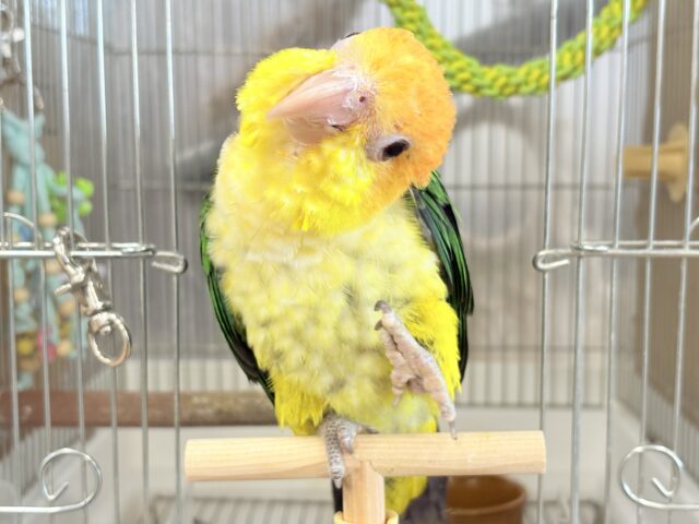 シロハラインコ