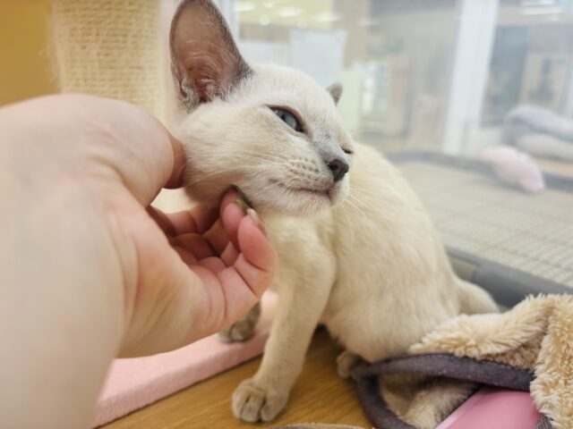 トンキニーズ