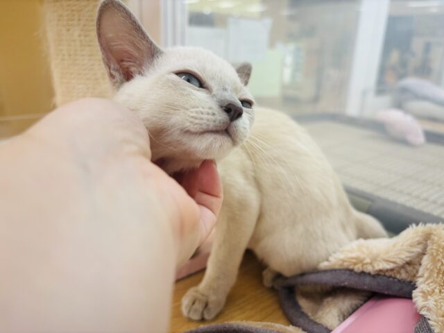 トンキニーズ