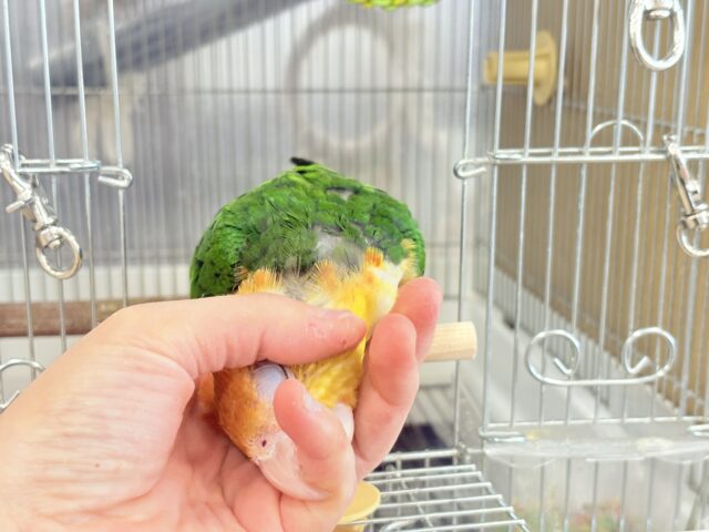 シロハラインコ