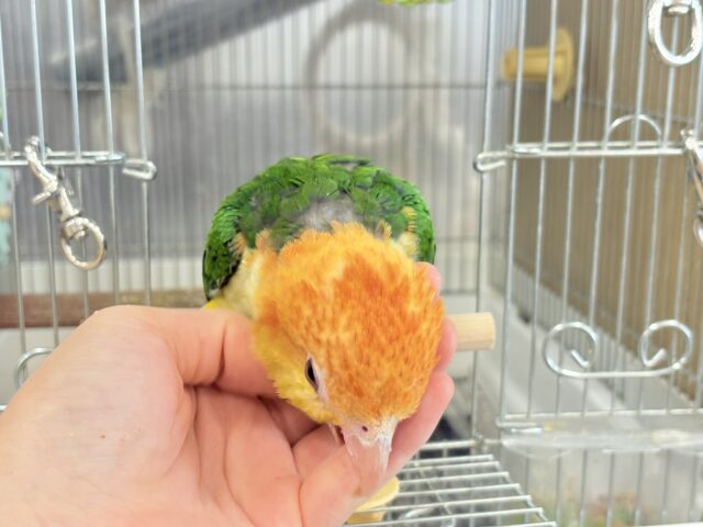 シロハラインコ