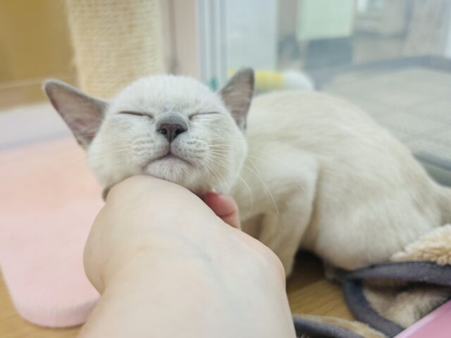 トンキニーズ