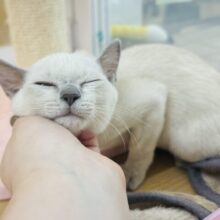 んん〜！！そこそこぉ〜♡♡トンキニーズくん！