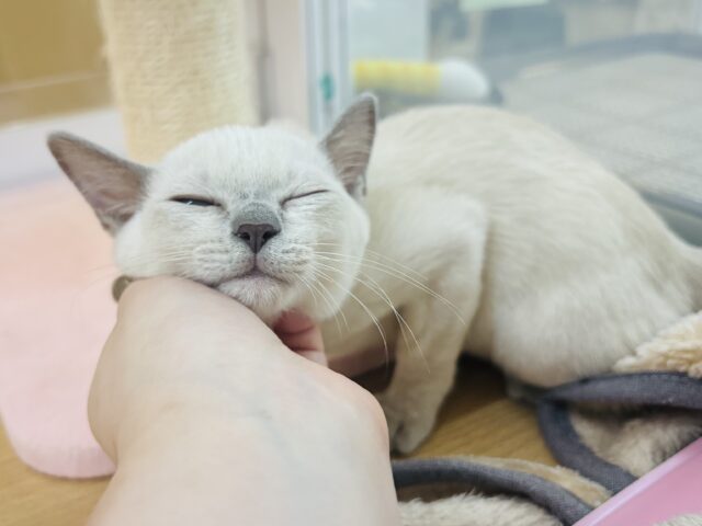んん〜！！そこそこぉ〜♡♡トンキニーズくん！