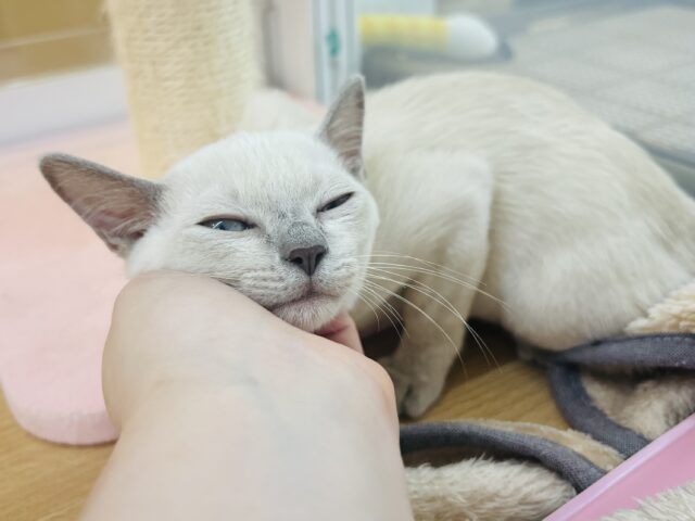 トンキニーズ