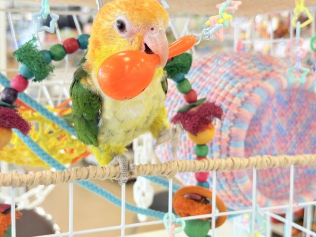 シロハラインコ