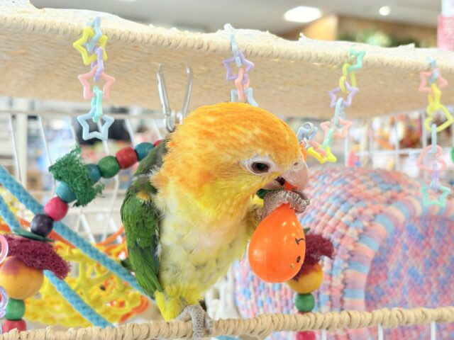 シロハラインコ