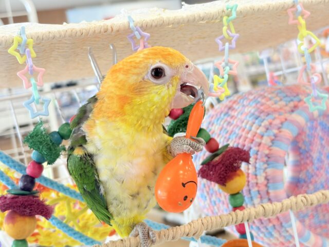 シロハラインコ