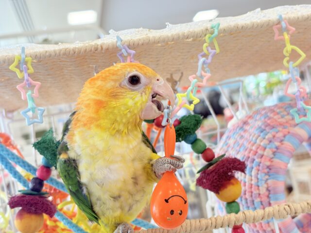 シロハラインコ