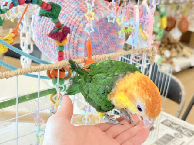 シロハラインコ