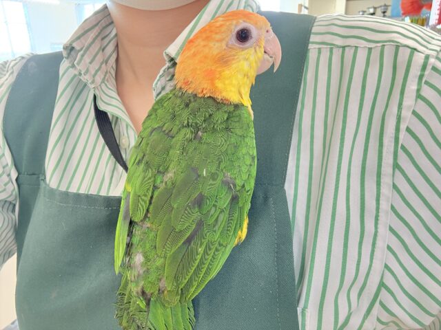 シロハラインコ