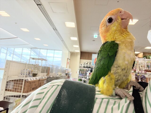 シロハラインコ