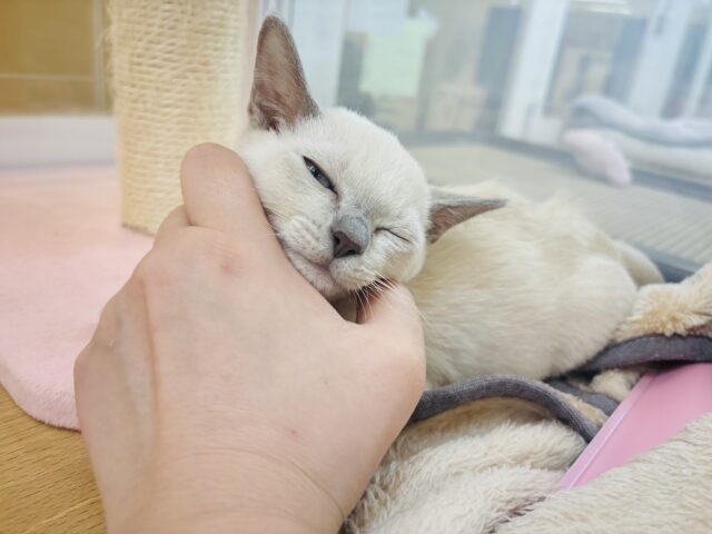 トンキニーズ