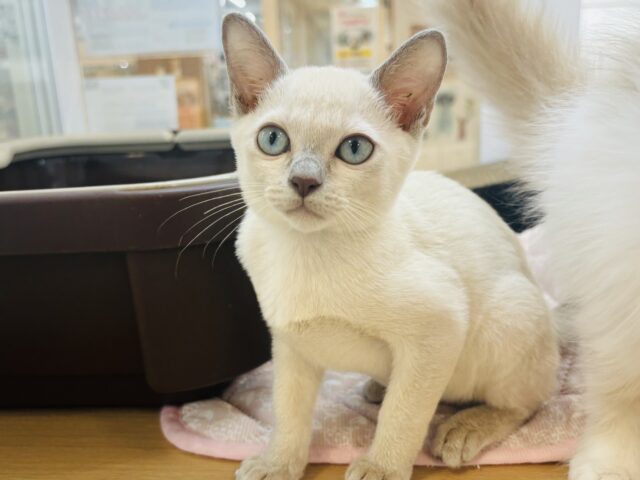 トンキニーズ