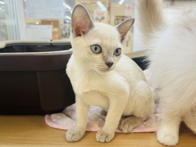 トンキニーズ