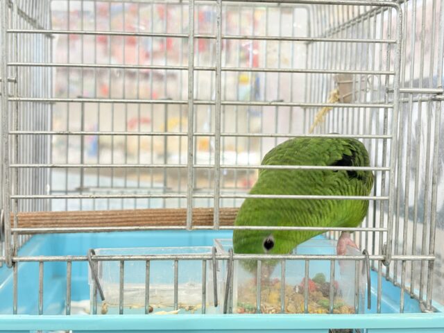 サザナミインコ